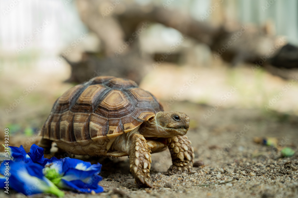 Sucata tortoise on the ground