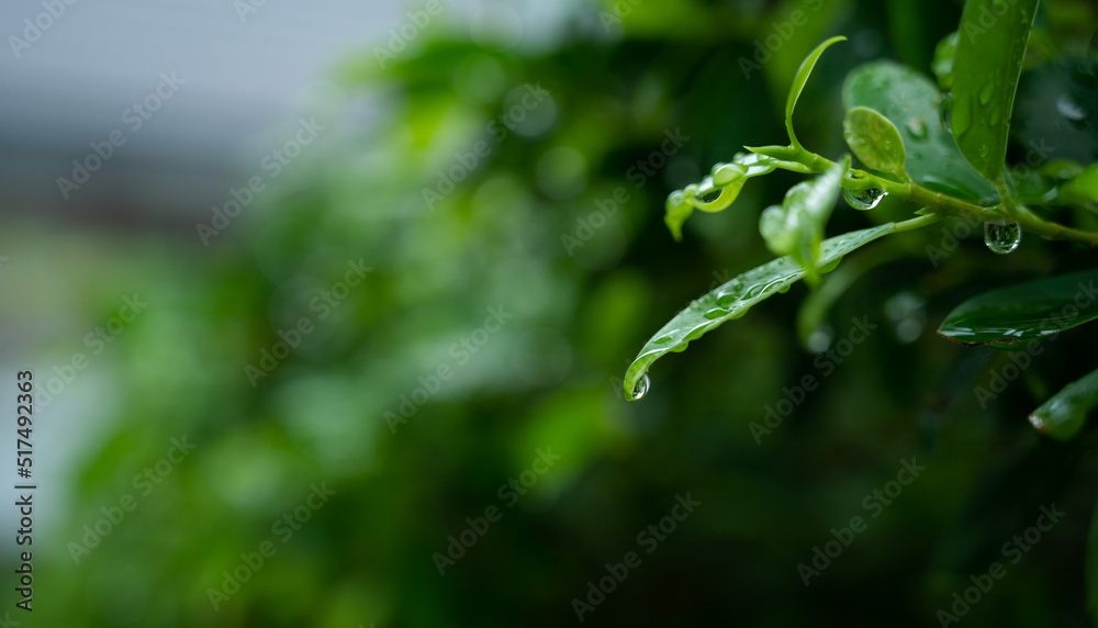 Water on leave background, Green leaf nature Water on leave background, Green leaf nature