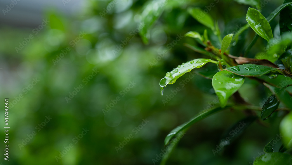 Water on leave background, Green leaf nature , droplet, rainning Water on leave background, Green leaf nature , droplet, rainning