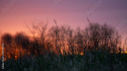sunset in the grass © Діма Пахомов