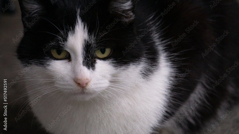 black and white cat black and white cat