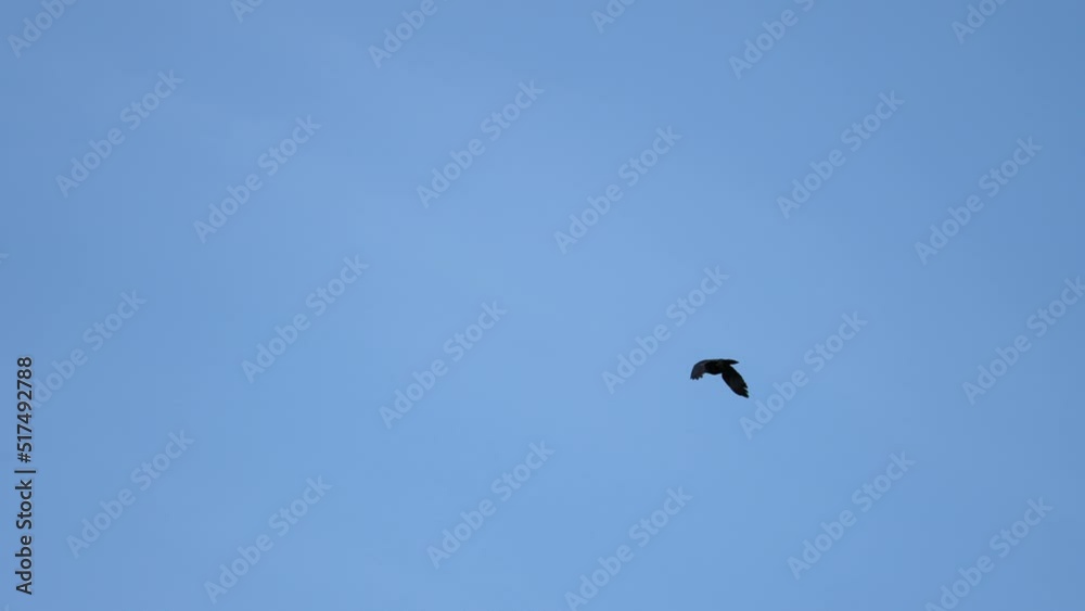 Black crow eagle is a bird of prey in the hawk family. In flight, the bird holds its broad wings horizontally. The white-tailed eagle is the fourth largest bird of prey in Europe. 4k Black crow eagle is a bird of prey in the hawk family. In flight, the bird holds its broad wings horizontally. The white-tailed eagle is the fourth largest bird of prey in Europe. 4k