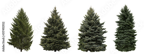 Set with beautiful green coniferous trees on white background. Banner design