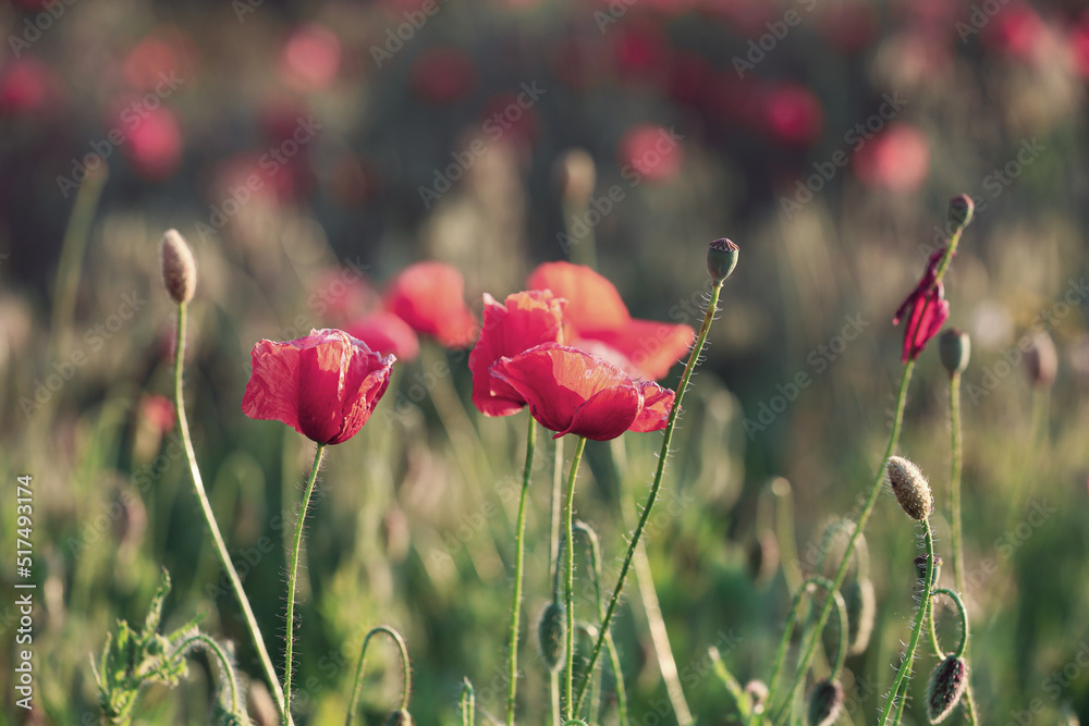 Obraz premium Beautiful blooming red poppy flowers in field