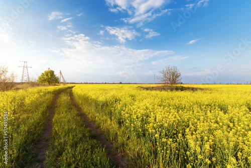 canola on the background of blue ned / bright spring landscape of the field of Ukraine photo