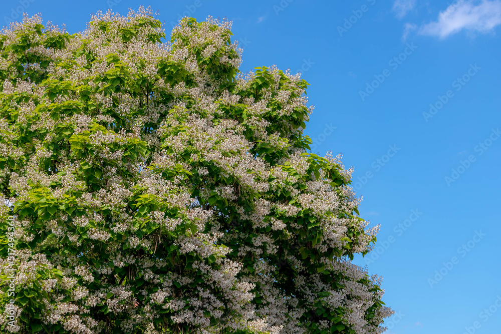 Selective focus of white flowers with green leaves on the tree under blue sky and white clouds, Catalpa bignonioides is a species of Catalpa, Bignoniaceae, Natural floral background.