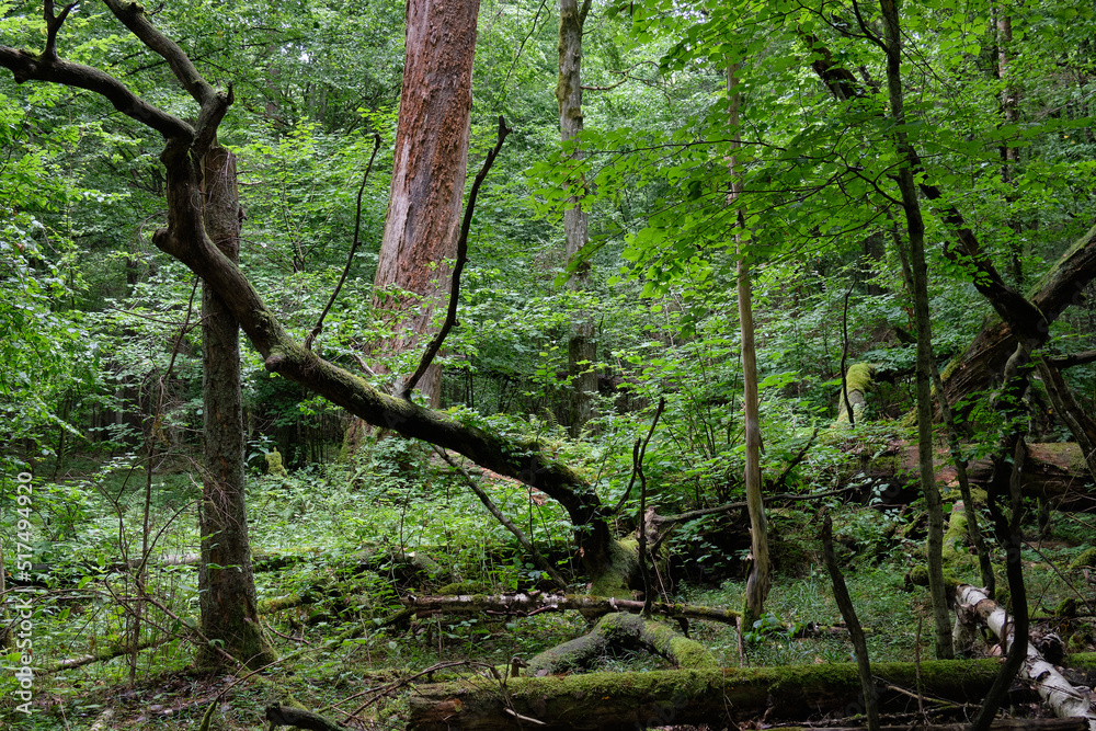 Fototapeta premium Broken oak tree remains lying