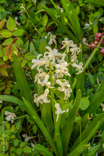 White Hyacinth Flower in a garden