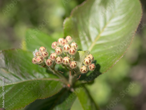 aronia buds in spring