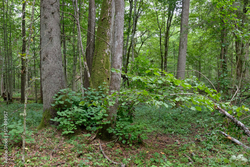 Old spruce tree and old hornbeams around