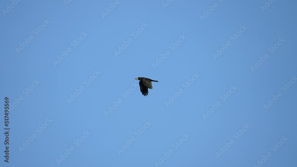 Black crow eagle is a bird of prey in the hawk family. In flight, the bird holds its broad wings horizontally. The white-tailed eagle is the fourth largest bird of prey in Europe. 4k Black crow eagle is a bird of prey in the hawk family. In flight, the bird holds its broad wings horizontally. The white-tailed eagle is the fourth largest bird of prey in Europe. 4k