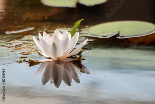 white water lily on the pond surface closeup - beautiful nature wallpaper