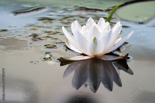 white water lily on the pond surface closeup - beautiful nature wallpaper