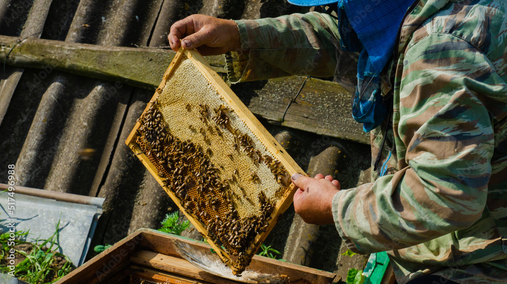 The beekeeper works in the apiary. Beehive and honey production. The beekeeper works in the apiary. Beehive and honey production.
