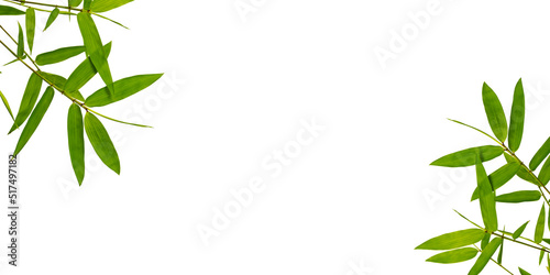 Bamboo leaves is placed isolated on white background and copy space.