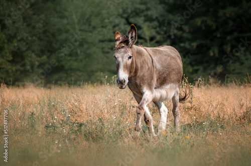 Lovely donkey portrait in nature pets adorable photo  © Kate