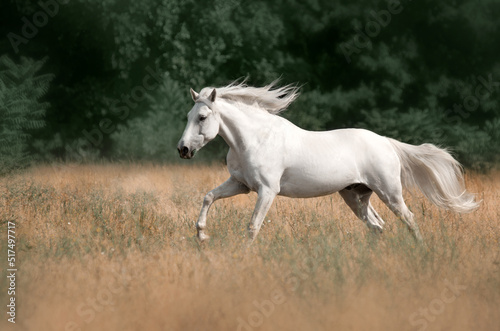 Beautiful photo of a white horse in nature adorable photo of pets 