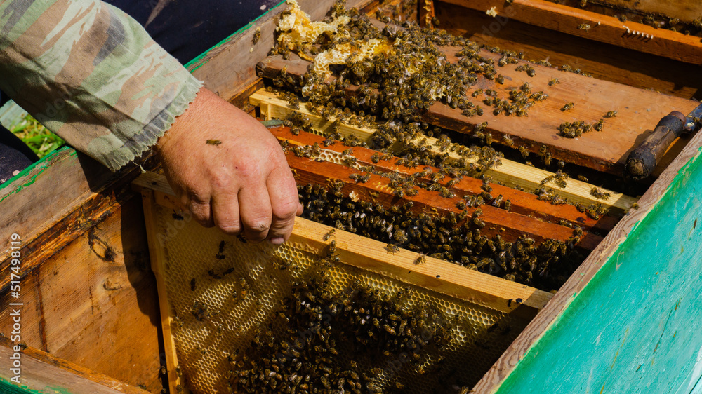 The beekeeper works in the apiary. Beehive and honey production. The beekeeper works in the apiary. Beehive and honey production.
