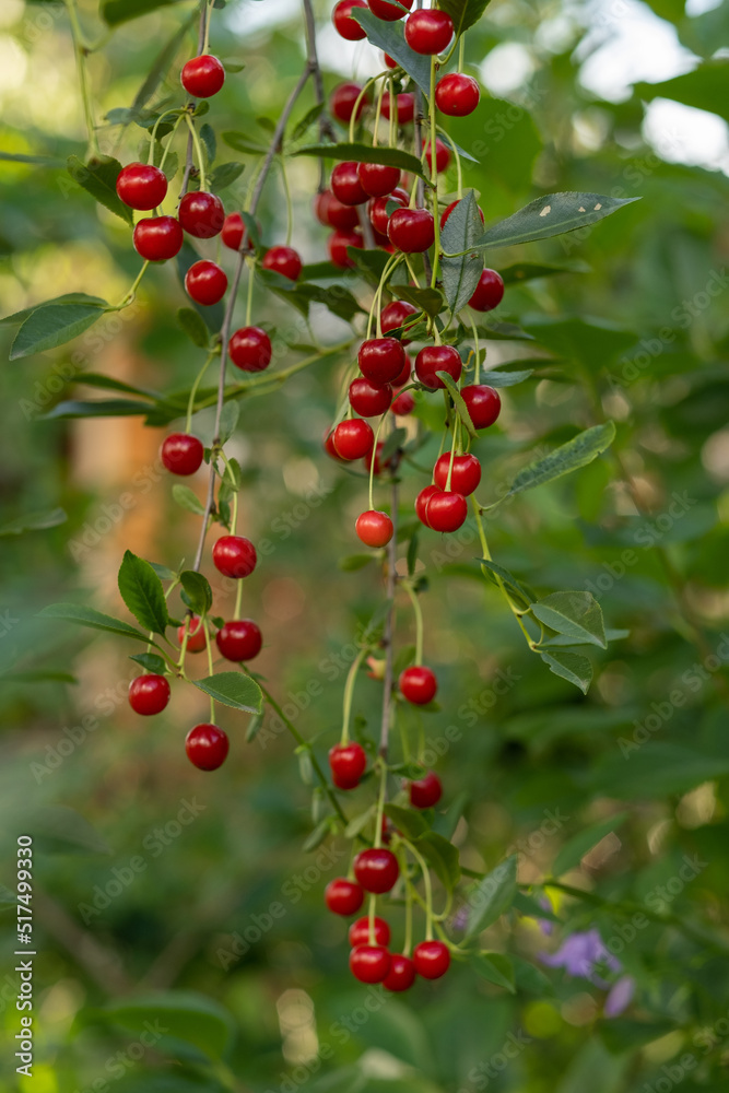 cherry berries ripen in the garden of Siberia cherry berries ripen in the garden of Siberia