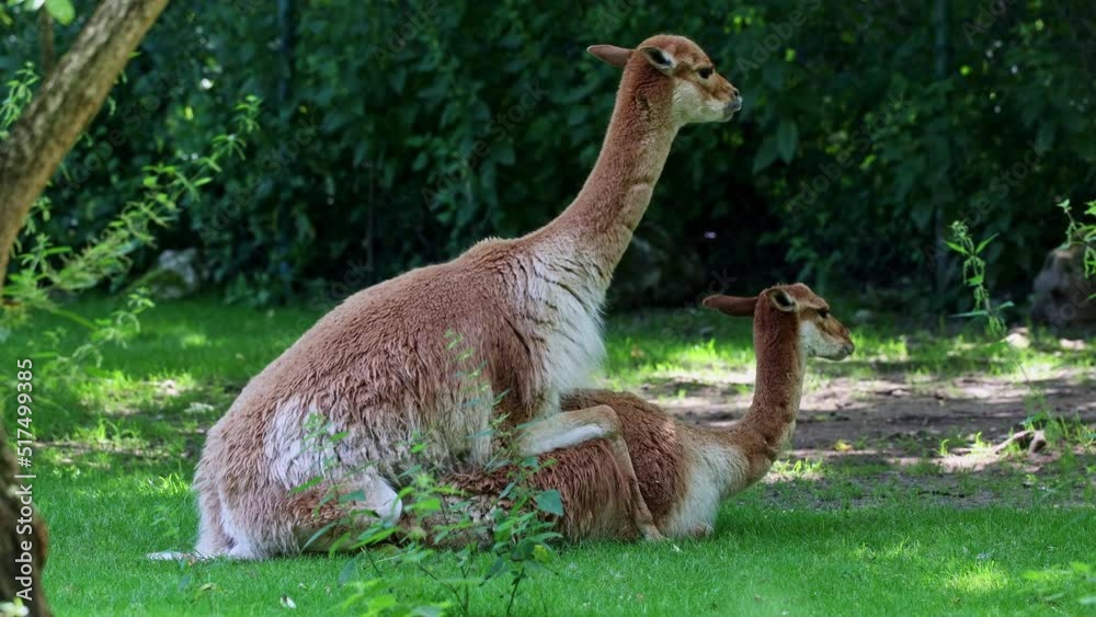 mating behavior of the Vicunas, Vicugna Vicugna, relatives of the llama which live in the high alpine areas of the Andes