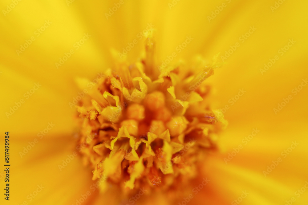 Scenes of Azores, Portugal