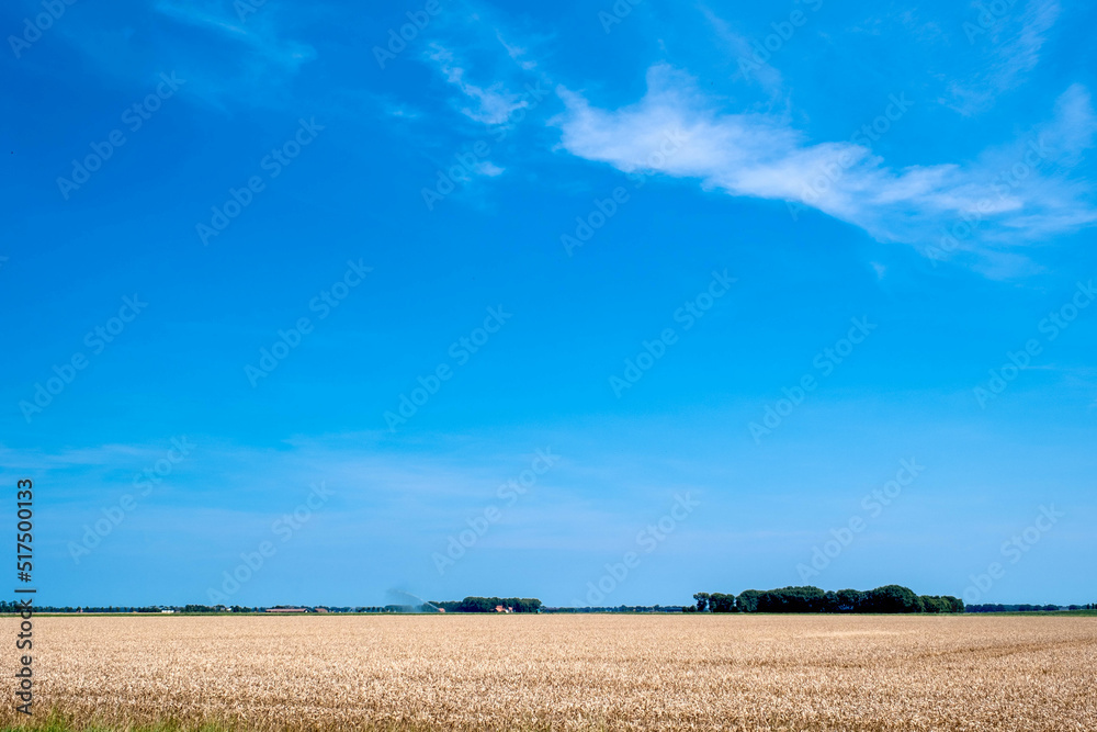 Graanveld - Grain field