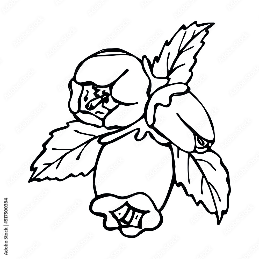 Vector blueberry leaves and flower clipart. Hand drawn plant illustration. For print, web, design, decor, logo. Vector blueberry leaves and flower clipart. Hand drawn plant illustration. For print, web, design, decor, logo.