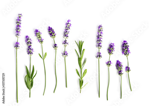 Lavender flowers set isolated on a white background