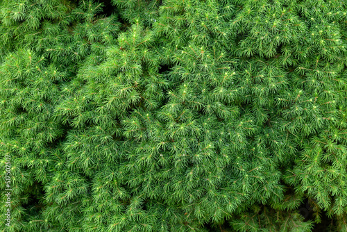 Picea glauca Conica, dwarf Alberta spruce decorative conifer tree texture, background