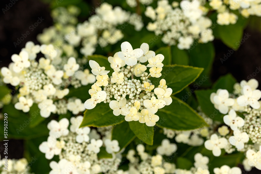 White lacecap hydrangea flowers in summer garden White lacecap hydrangea flowers in summer garden