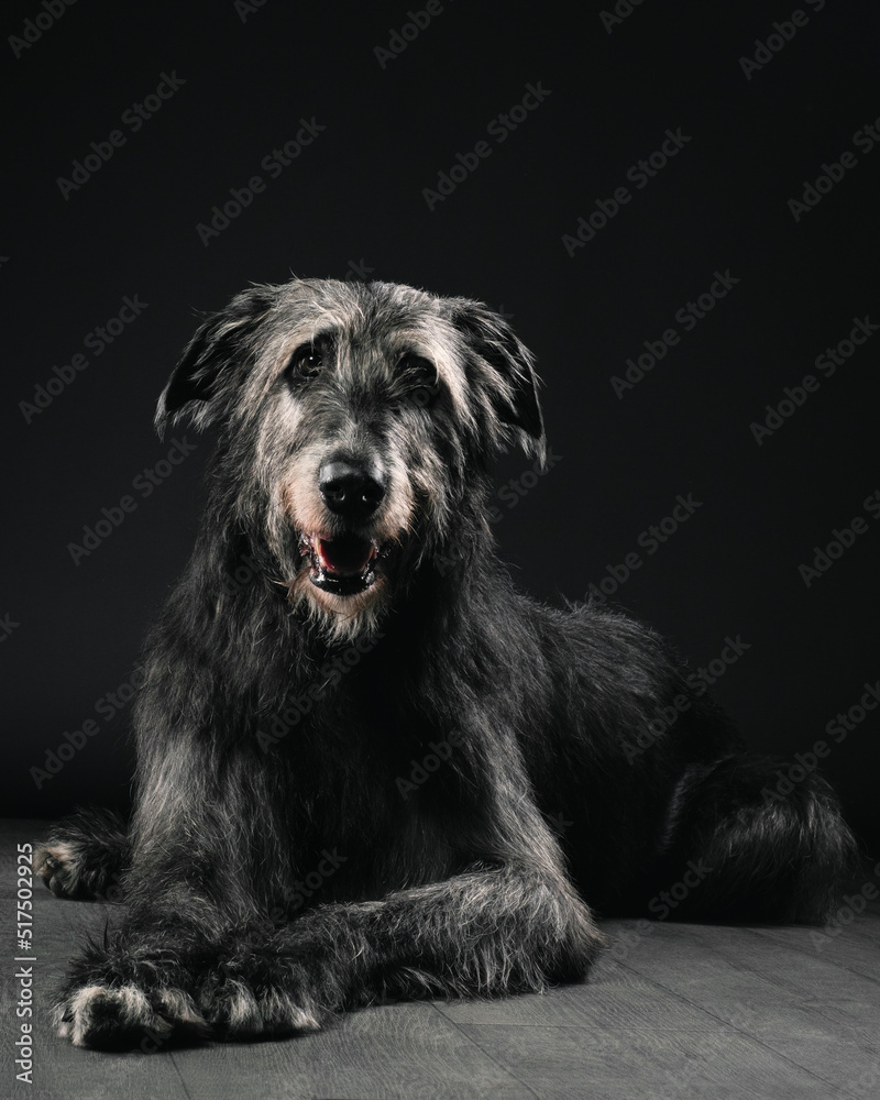 Irish wolfhound on dark background, studio shot