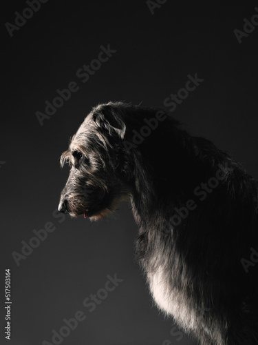 Irish wolfhound on dark background, studio shot photo