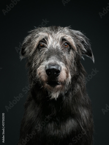 Irish wolfhound on dark background, studio shot