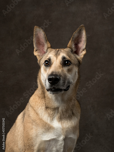 Portrait of funny dog on brown background, studio shot