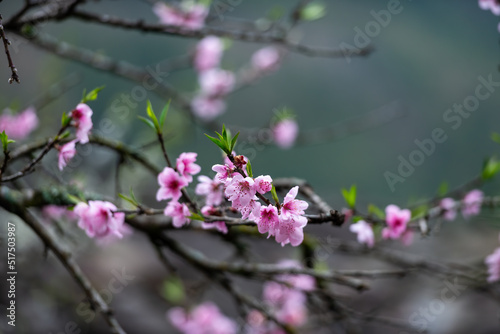 Peach Blossoms in Vietnam, at Ha Giang © VietDung
