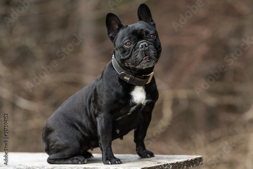 Französische Bulldogge