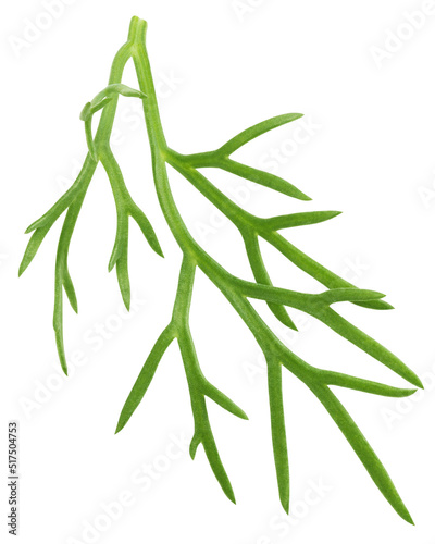 Dill isolated on white background, full depth of field, clipping path