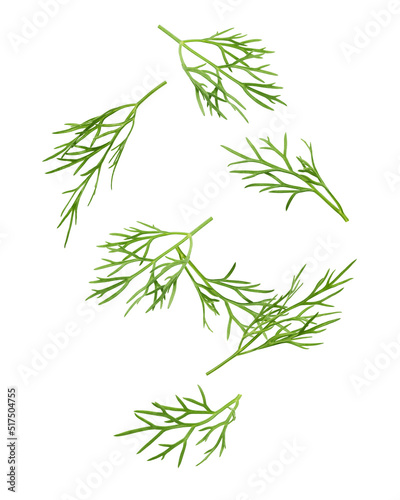 Falling Dill isolated on white background  full depth of field  clipping path