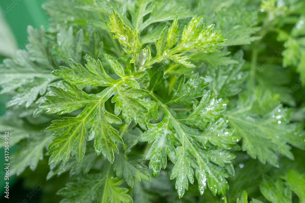 Photoshoot of mugwort in nature with daylight , growing mugwort for health benefit , nature and health content Photoshoot of mugwort in nature with daylight , growing mugwort for health benefit , nature and health content