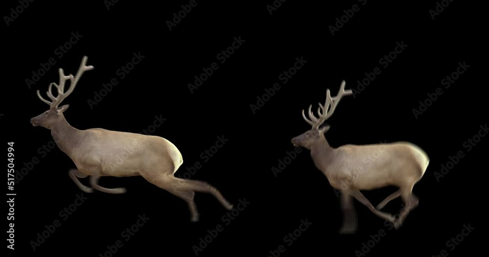 Set of wapiti running and jumping. Isolated cyclic animation. Element for visual effects.