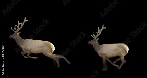 Set of wapiti running and jumping. Isolated cyclic animation. Element for visual effects.