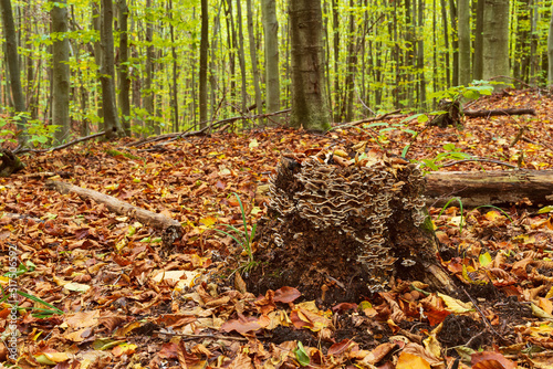Autumn landscape with a stump with a pattern of mushrooms in the center