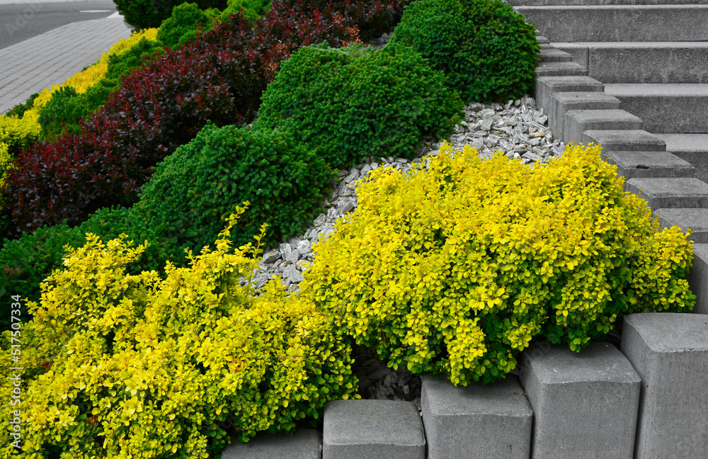 żółte, zielone i brązowe krzewy ozdobne przy schodach, żółta Spiraea japonica,  designer garden