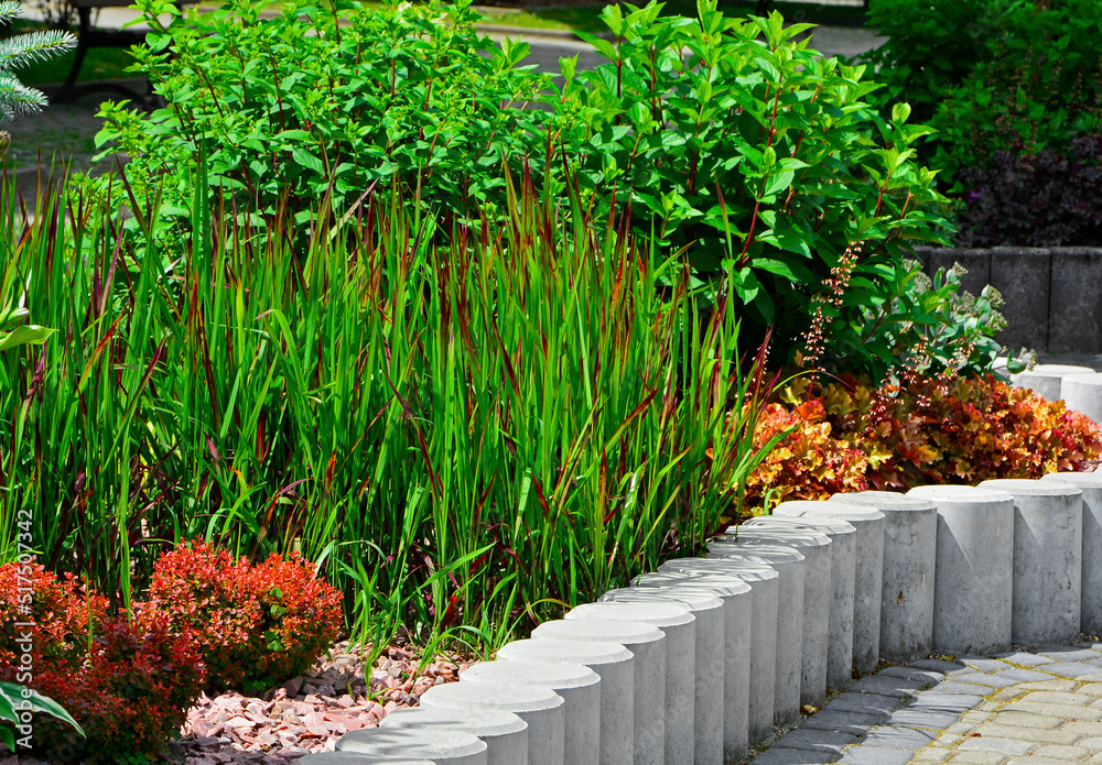 imperata red baron z berberysem i krzewami na rabacie, imperata cylindrica red baron, designer garden