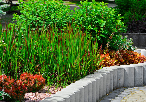 Obraz na płótnie imperata red baron z berberysem i krzewami na rabacie, imperata cylindrica red baron, designer garden w salonie