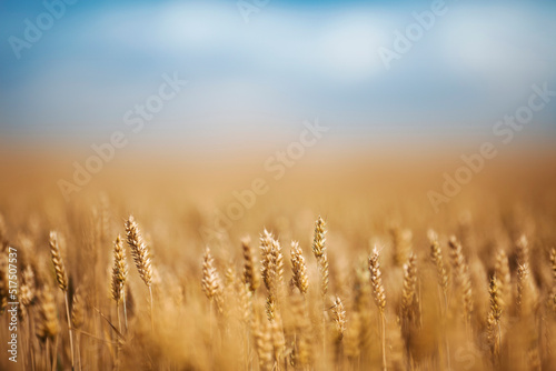 Yellow agriculture field with ripe wheat and blue sky with clouds over it.