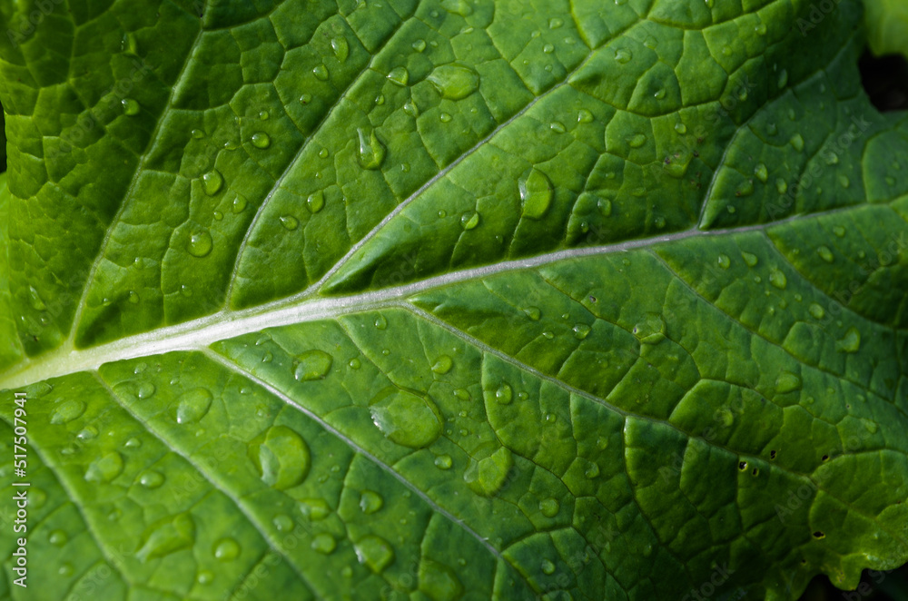 Mustard leaf surface texture background with water drops. wet vegetables. porous green leaf detail Mustard leaf surface texture background with water drops. wet vegetables. porous green leaf detail