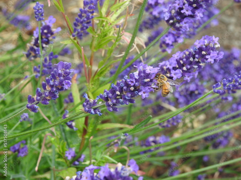 Obraz premium hoverfly feeding on lavender 
