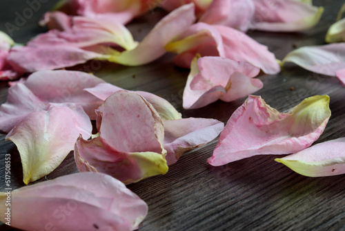 Pink rose petals on wooden table.