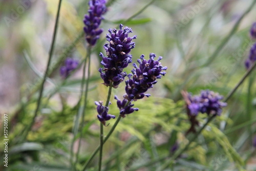 Blue lavender scented plant